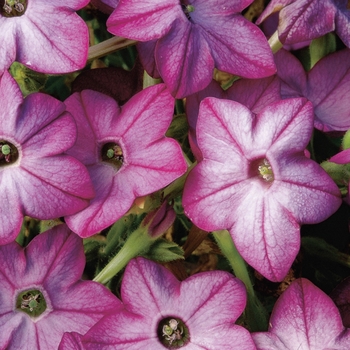 Nicotiana x alata 'Purple Bicolor' 