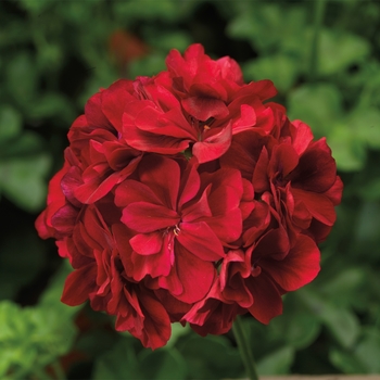 Pelargonium peltatum Temprano™ 'Dark Red'