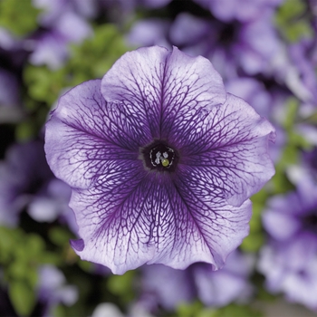 Petunia grandiflora TriTunia™ 'Blue Veined'
