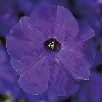 Petunia grandiflora TriTunia™ 'Blue'