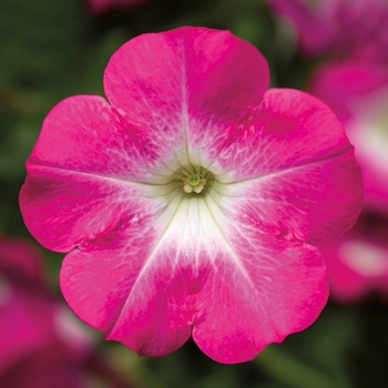 Petunia Sanguna® 'Patio Pink Morn'