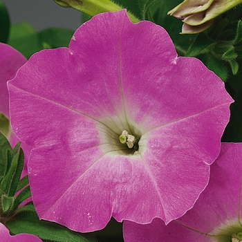 Petunia multiflora Ramblin'™ 'Shades of Pink'