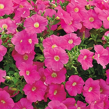 Petunia multiflora Ramblin'™ 'Pink'