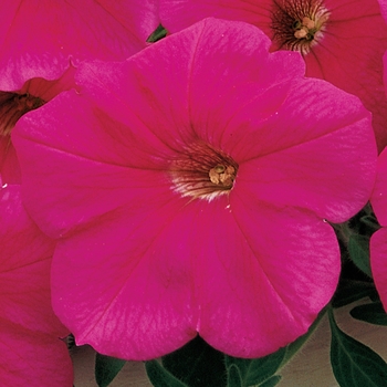 Petunia multiflora Ramblin'™ 'Neon Rose'