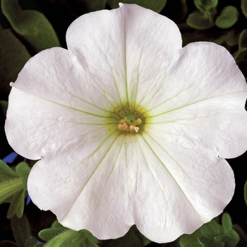 Petunia multiflora Plush® 'White'