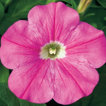 Petunia multiflora 'Deep Pink' 