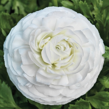 Ranunculus asiaticus Mache™ 'White'