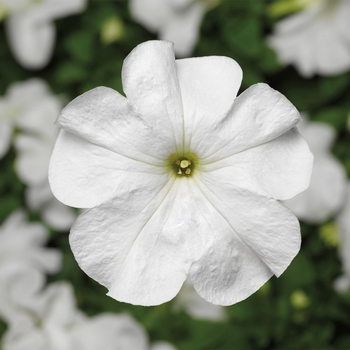 Petunia grandiflora Duvet™ 'White'