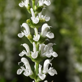 Salvia x superba Bordeau™ 'White'