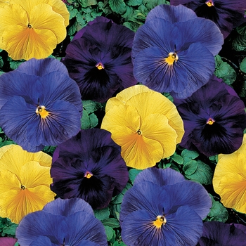 Viola x wittrockiana 'Tri-Color Mix' 