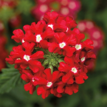 Verbena 'Red with Eye' 