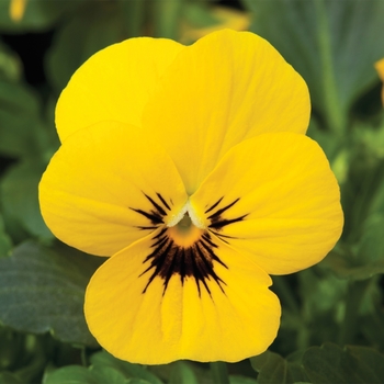Viola cornuta 'Yellow Blotch' 