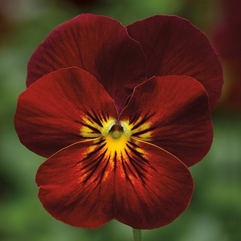 Viola cornuta Endurio® 'Red Flare'