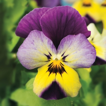 Viola cornuta Endurio® 'Blue Yellow w/Purple Wing'