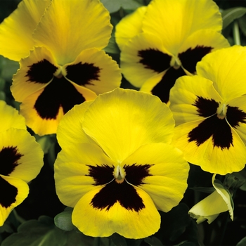 Viola x wittrockiana 'Yellow w/Blotch' 