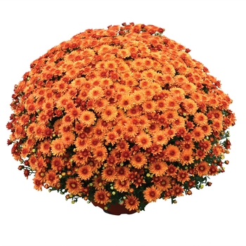 Chrysanthemum x morifolium 'Beverly™ Orange' 