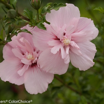 Hibiscus syriacus 'Pink Chiffon®'