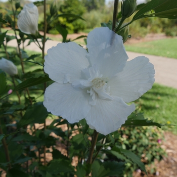 Hibiscus syriacus 'White Pillar®'