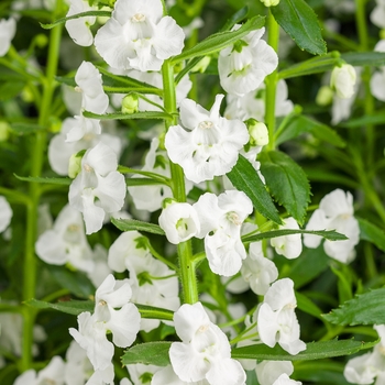 Angelonia angustifolia Angelface® 'Super White'