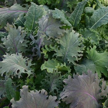 Brassica oleracea 'Kale Storm Mixture' 