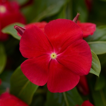 Catharanthus roseus Titan™ 'Really Red'