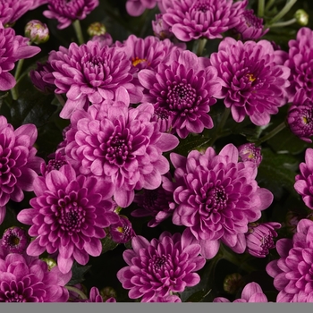 Chrysanthemum x morifolium 'Skyfall Pink'