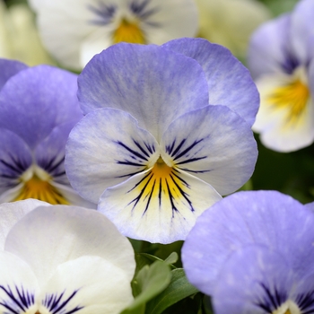 Viola cornuta Sorbet® XP 'YTT'