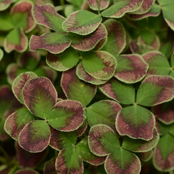 Trifolium Limerick™ 'Estelle'