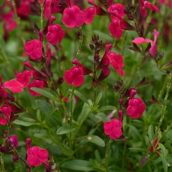 Salvia greggii Mirage™ 'Neon Rose'