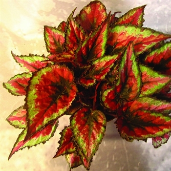 Begonia rex-cultorum 'Red Tango' 