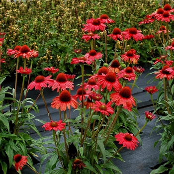 Echinacea Kismet® 'Red'