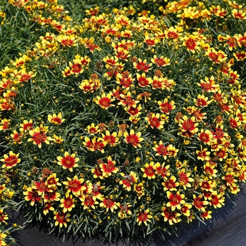 Coreopsis 'Red & Gold' PP28571