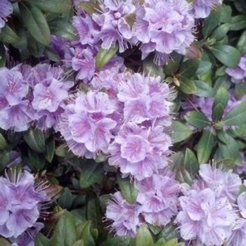 Rhododendron 'Lavender Frosting™' 