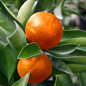 Citrus reticulata 'Orange Frost™' Gremoy47 PP23496