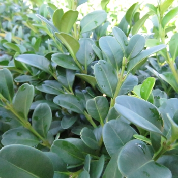 Buxus 'Shadow Sentry™' DSNH 1216
