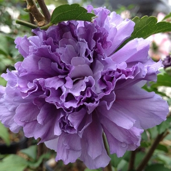 Hibiscus syriacus 'Blueberry Smoothie™' DSO18S PP26662