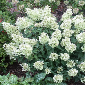 Hydrangea paniculata 'White Caps™'