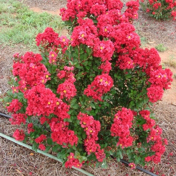Lagerstroemia 'Enduring Red'