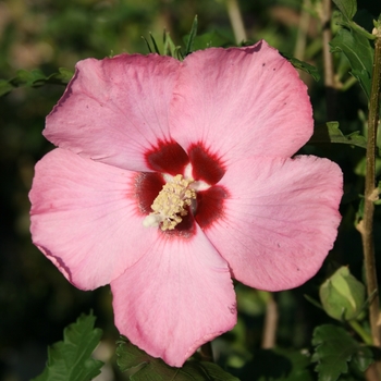 Hibiscus syriacus 'Pink Angel'