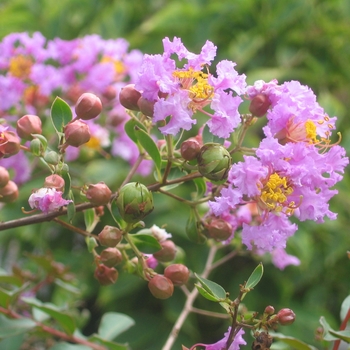 Lagerstroemia indica 'Orchid Cascade'