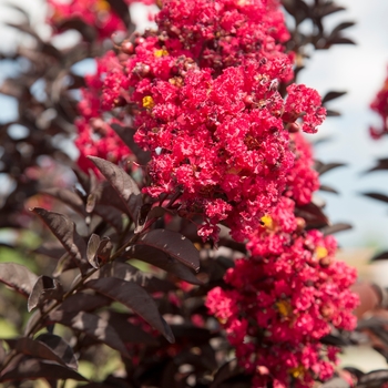 Lagerstroemia indica Delta Flame™