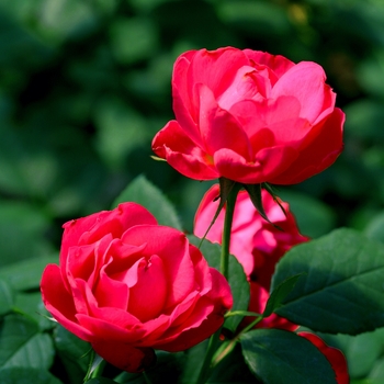 Rosa 'Oso Easy Double Red®'