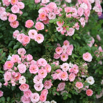 Rosa Oso Easy® Petit Pink