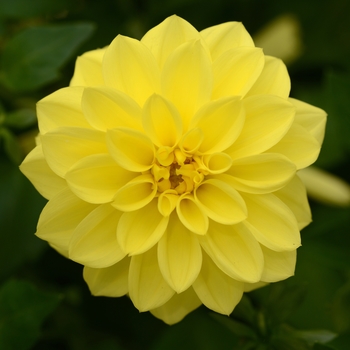 Dahlia Dalaya® 'Yellow'