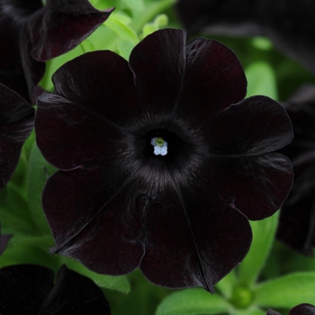 Petunia 'Black Magic'