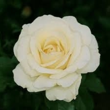 Rosa 'Royal America' 