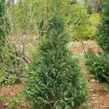Chamaecyparis lawsoniana Pinpoint® Blue and Gold