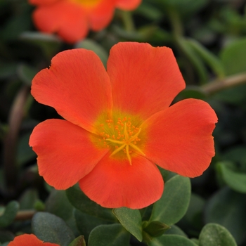 Portulaca grandiflora 'Orange' 