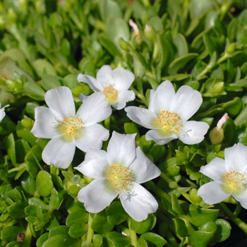 Portulaca grandiflora 'White' 