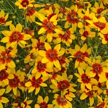 Coreopsis verticillata Sizzle & Spice® 'Curry Up'